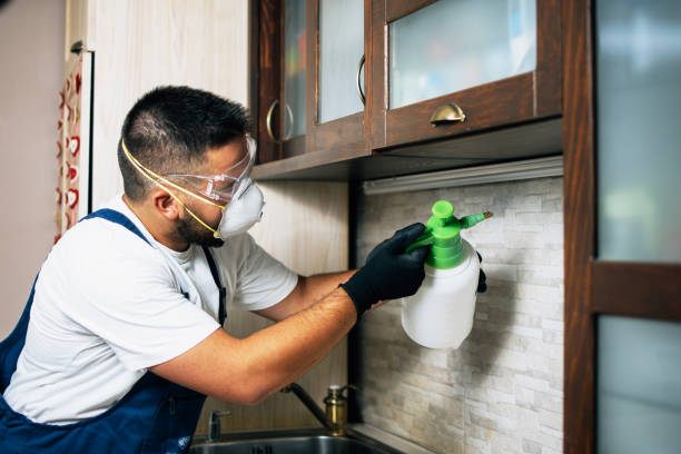 Best Wasp Removal Services  in Louisville, OH