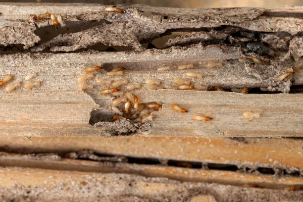 Best Mosquito Control Services  in Louisville, OH